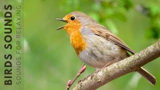 Beautiful Birds Singing Sounds - Relaxing Birds Singing Sounds Nature Sounds Reduce Stress