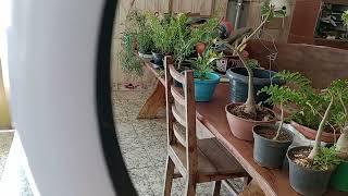 Tour pela minhas plantas