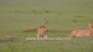 Roaring cuteness Little lion cubs playful childlike moments