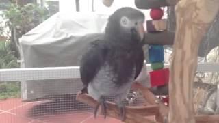 Timneh African grey character