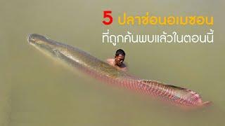 ปลาอะราไพม่า Arapaima 5+1 สายพันธุ์ สุดท้าย ที่มีชีวิตอยู่บนโลก