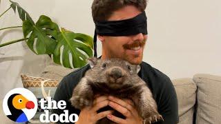 This Guys Dad To 3 Baby Wombats  The Dodo