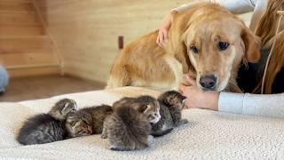 Adorable Golden Retriever Helps Mama Cat Babysit Her Kittens