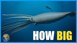 Just How BIG Are Giant Squid? feat.Sea&Me