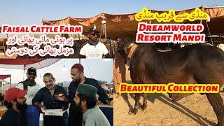 Mandi Se Qarib Mandi Munasib Price Range Dream World Resort Mandi Faisal Cattle Farm 2024.