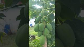 My papaya#home grafting #gardening