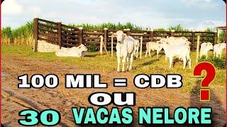 INVESTIR 100 MIL REAIS EM 30 VACAS OU 100MIL NO CDB.QUAL DAR MAIS LUCRO?