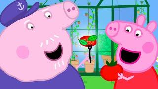 Cultiver des tomates délicieuses  Peppa Pig Français Episodes Complets