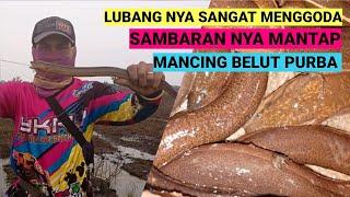 Mancing belut purba  eel fishing