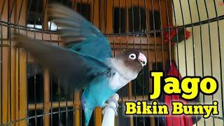 PALING JAGO BIKIN Labet Lain BUNYI Pancingan Suara Burung Lovebird Fighter Ngekek Panjang