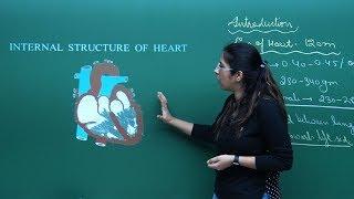 NEET Biology  Heart  Theory & Problem-Solving  In English  Misostudy