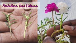 Portulaca grafting technique with results _ moss rose Flower Hybrid mixed colour _ green idea & tips