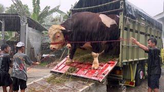 SAPI RAKSASA TURUN DARI TRUK LEMBU BENGGOLO BANGKIT ‼️