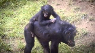 Playtime with Baby Bonobo Belle