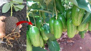 How to cuttings avocado to grow 100% roots Only 4-8 weeks  New techniques and Easiest Method 