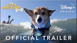 It’s A Dog’s Life  Official Trailer  Disney+