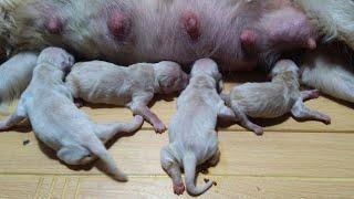 Hungry Newborn Puppies Searching Milk From Their Mom