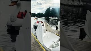 Swan Boat Ride#shortsfeed#viral#shorts