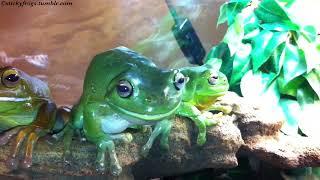 Voigt can’t have her Treatie yet Round Frog needs Beard Pats