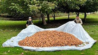 We Have Harvested Walnuts and Cooked Baklava Delicious Oriental Dessert