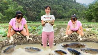 Fishing video traps fish and harvests a lot of fish  country girl