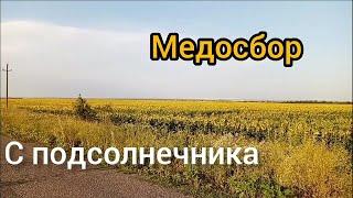 Медосбор с подсолнечника 2021г