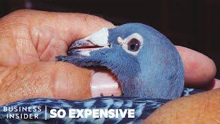 Why Racing Pigeons Are So Expensive  So Expensive