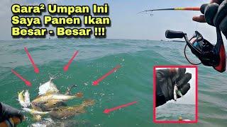 Ngeri Banget  Cuma Gara - Gara Umpan Ini Saya Jadi Panen Ikan Babon - Babon