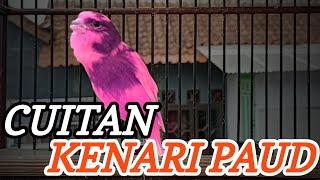 CUIT CUIT KENARI PAUD GACOR NGEROLL PANJANG ADA ISIAN BLACKTHROAT