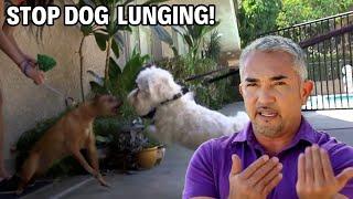 These Pesky Pooches Are Terrorizing The Neighbors  Cesar 911 Season 2 Ep. 2 - Part 2