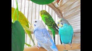 Hello Bird song lovers  Happy to bring you this unique pet budgies chirping 10 Hr + footages.