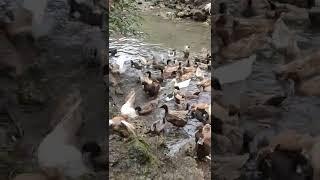 Duck loves to swim #shorts #farming #duck