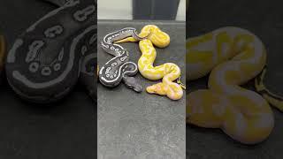 Our FAVORITE Snakes From June 2024 #snake #ballpython #reptiles #python #animals