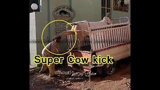 Super Cow Kick..Must Watch n Share