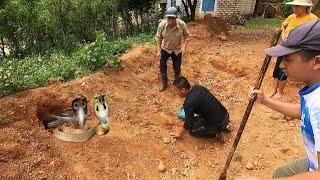 The Group Of Hunters Discovered A Cobras Nest Attacking The People  Dramatic Siege