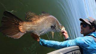 Barra Battle at Lake Tinaroo - How to Hook and Land Meter Barra