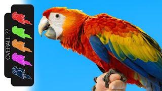 Scarlet Macaw The Best Pet Parrot?