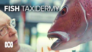 The art of fish taxidermy   ABC Australia