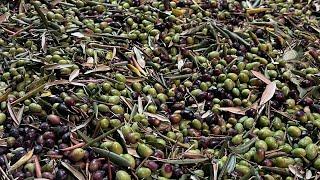 Raccolta olive questi 3 errori rovinano l’olio