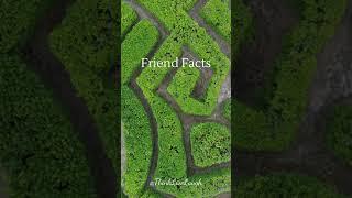 Friend Facts #friendfacts #friendsattitude #friends_attitude #fact #facts #relationship #love