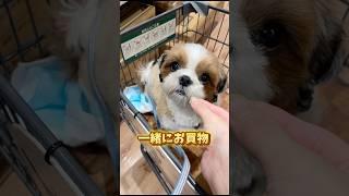 久しぶりに2人でお出かけ #dog #shihtzu #shorts #fyp #trend #vlog #シーズー