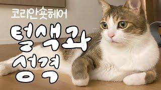 고양이 털색과 성격은 정말 상관있는걸까? 미야옹철 빅데이터 open