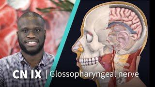 Anatomy Dissected Cranial Nerve IX glossopharyngeal nerve