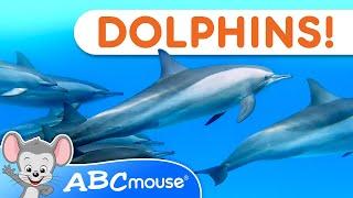  Dive into Dolphin Fun  ABCmouse Tot-umentary Animal Video for Kids 