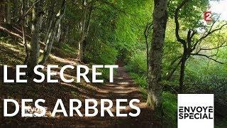 Envoyé spécial. Le secret des arbres - 26 octobre 2017 France 2