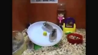 Indomitable hamster.