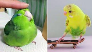 Smart And Funny Parrots Parrot Talking Videos Compilation 2024 - Cute Birds #44