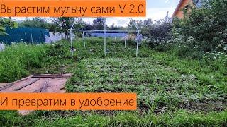 Июнь 2024. Обзор дачи. Выращиваем мульчу правильно Чтобы и рыбку съесть и косточкой не подавиться