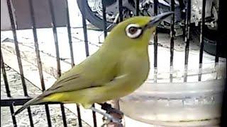 Pleci Gacor Buat Master Burung Kicau