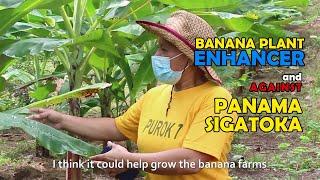 Banana disease prevention and cure  100% ORGANIC